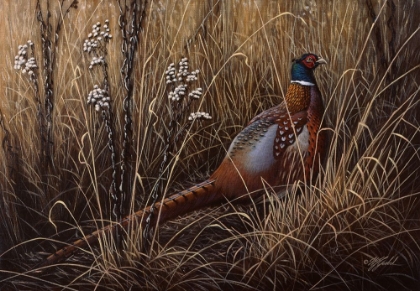 Picture of PHEASANT IN THE GRASS 2