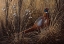 Picture of PHEASANT IN THE GRASS 2