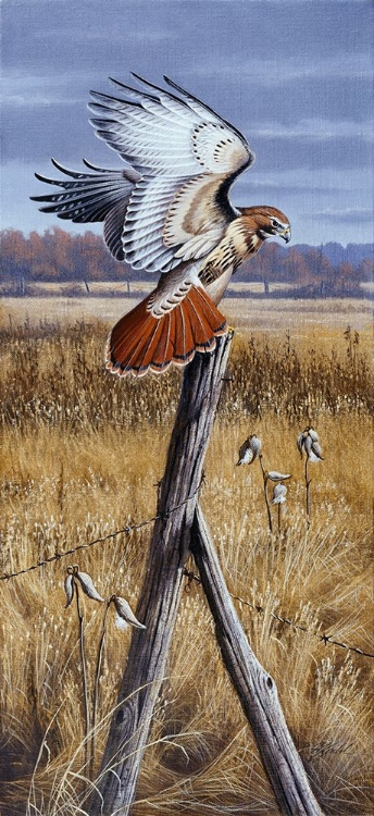 Picture of THE CORNER POST - RED TAILED HAWK