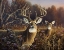 Picture of DEER