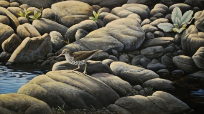 Picture of ALONG THE CREEK - SPOTTED SANDPIPER