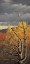 Picture of RED-TAILED HAWK IN AN OLD PINE