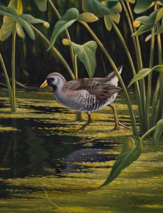 Picture of SORA RAIL