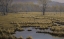 Picture of SPRING PASTURE - MALLARD PAIR