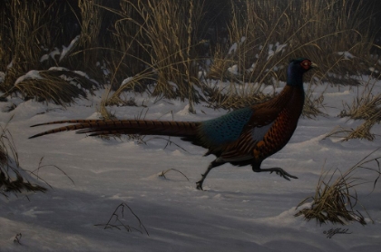 Picture of STRAUCH PHEASANT
