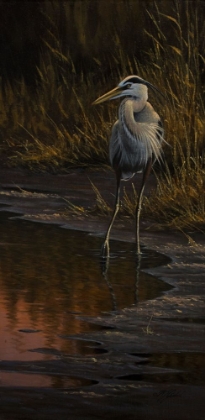 Picture of WALKING THE EDGE - GREAT BLUE HERON