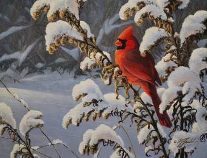 Picture of WINTER CARDINAL