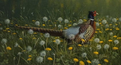 Picture of DANDY ROOSTER - FORMOSAN RING-NECKED PHEASANT