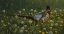 Picture of DANDY ROOSTER - FORMOSAN RING-NECKED PHEASANT