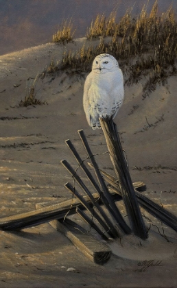 Picture of DUNE WATCHER - SNOWY OWL