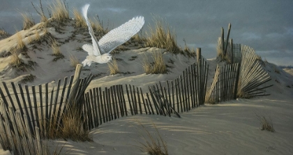 Picture of LAUNCH - SNOWY OWL