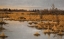 Picture of MUSKRAT MARSH