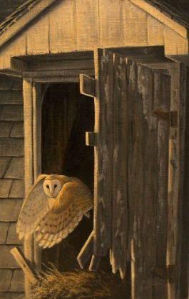 Picture of OUT OF THE DARKNESS - BARN OWL