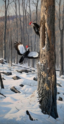Picture of SWOOPING IN - PILEATED WOODPECKERS