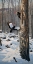 Picture of SWOOPING IN - PILEATED WOODPECKERS