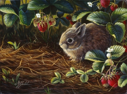 Picture of YOUNG COTTONTAIL AND STRAWBERRIES