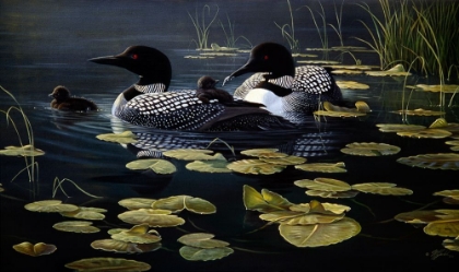 Picture of SHORELINE REFUGE - LOON FAMILY