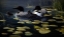 Picture of SHORELINE REFUGE - LOON FAMILY