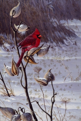 Picture of CARDINAL AND MILKWEED