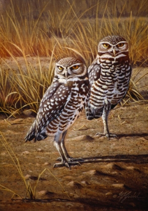 Picture of BURROWING OWLS