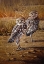 Picture of BURROWING OWLS