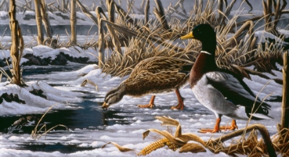 Picture of SPRING THAW - MALLARDS