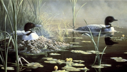 Picture of NESTING LOONS