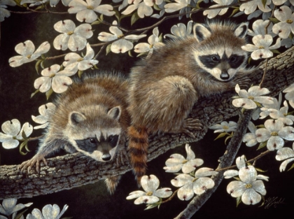 Picture of DOGWOOD HIDEOUT - YOUNG RACCOONS