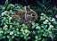 Picture of IN CLOVER
