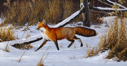 Picture of FOX TROT  - RED FOX