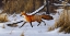 Picture of FOX TROT  - RED FOX