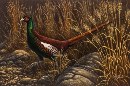 Picture of BIANCHI PHEASANT