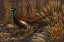 Picture of BIANCHI PHEASANT