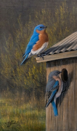 Picture of BLUEBIRDS AT HOME
