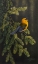 Picture of CYPRESS SONG