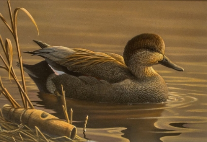 Picture of GADWALL