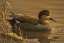 Picture of GADWALL