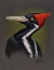 Picture of IVORY BILLED PORTRAIT