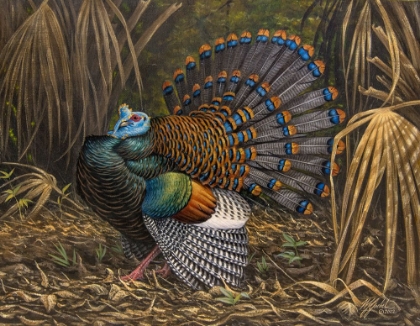 Picture of OCELLATED TURKEY