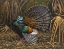 Picture of OCELLATED TURKEY