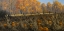 Picture of PUMPKIN PATCH