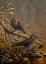 Picture of RUSTY BLACKBIRDS