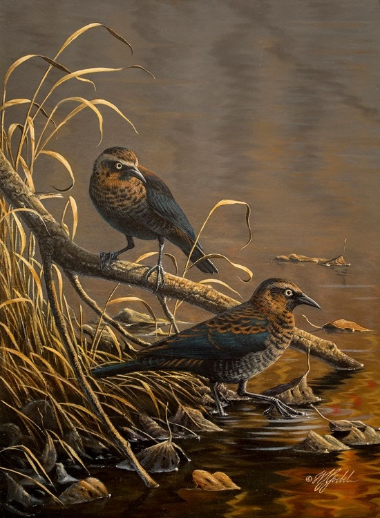 Picture of RUSTY BLACKBIRDS