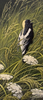 Picture of SUMMER SONG - BOBOLINK