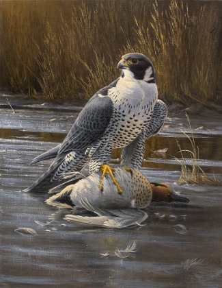 Picture of TEAL MEAL - PEREGRINE