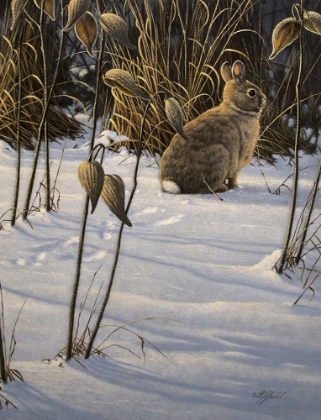 Picture of WINTER COTTONTAIL