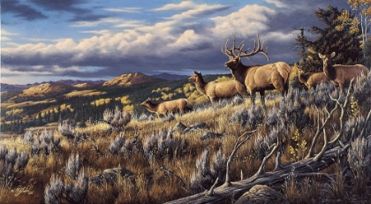 Picture of KING OF THE HILL - ELK