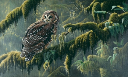 Picture of SPIRIT OF ANCIENT FORESTS - SPOTTED OWL