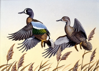 Picture of 1981 BLUE-WINGED TEAL