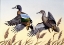 Picture of 1981 BLUE-WINGED TEAL